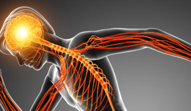 3d Illustration of Human Nervous System